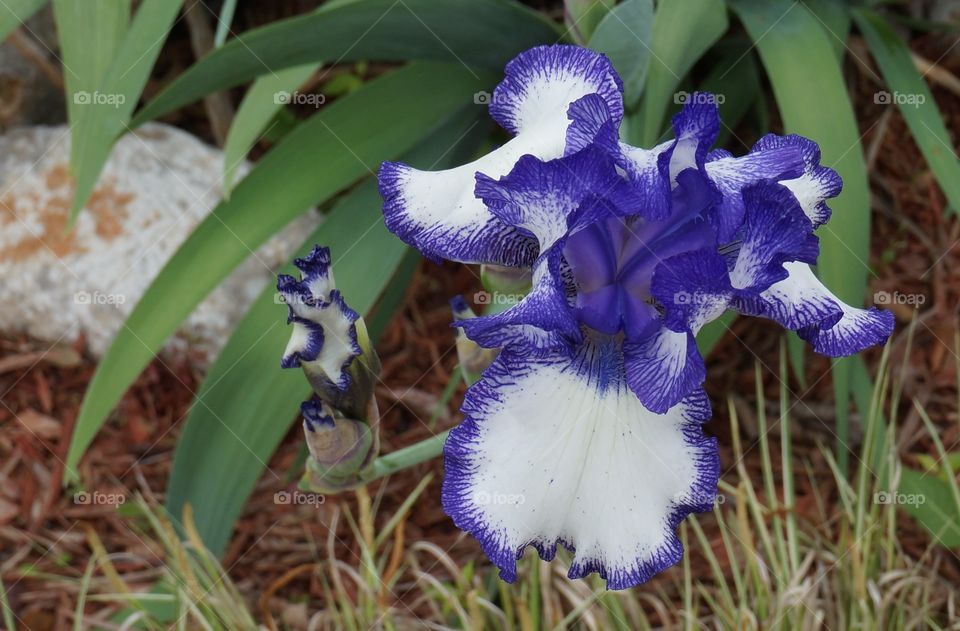 Did we get purple rain?. Love the shade of pure in this flower!