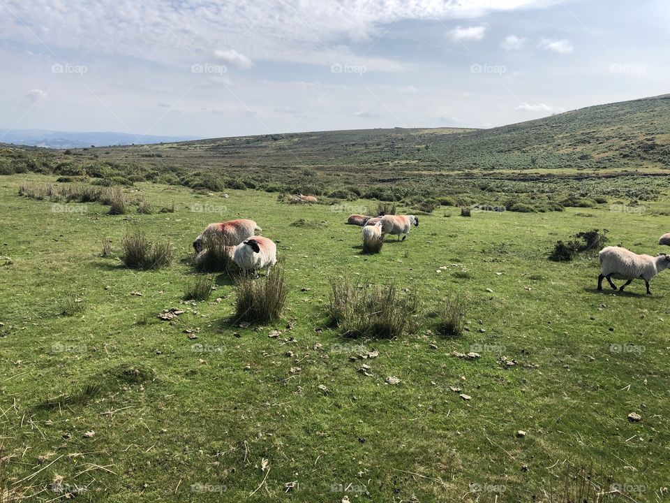 Similarly if you visit the Dartmoor National Park you must have sighted sheep.  The markings on their coats, identifies the owner. 