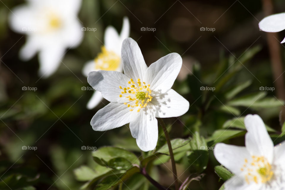 Spring flowers, white wood anemone in fair weather, close up . Vår , närbild vitsippa. Vårtecken vitsippor 