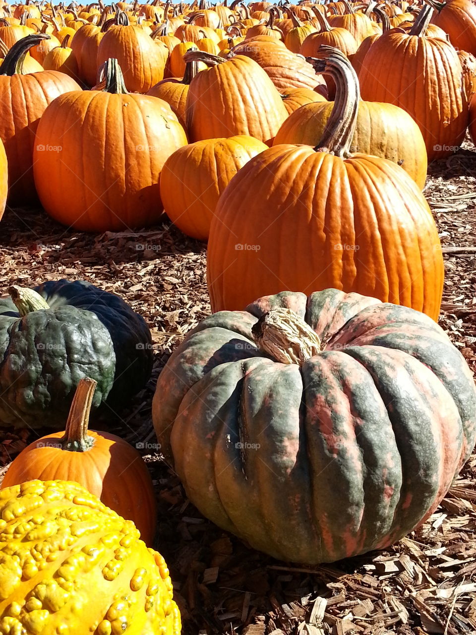Closeup of pumpkins on field
