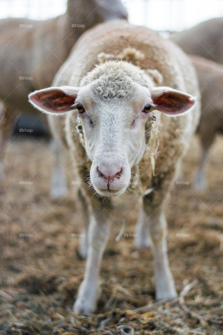 Sheep 🐑