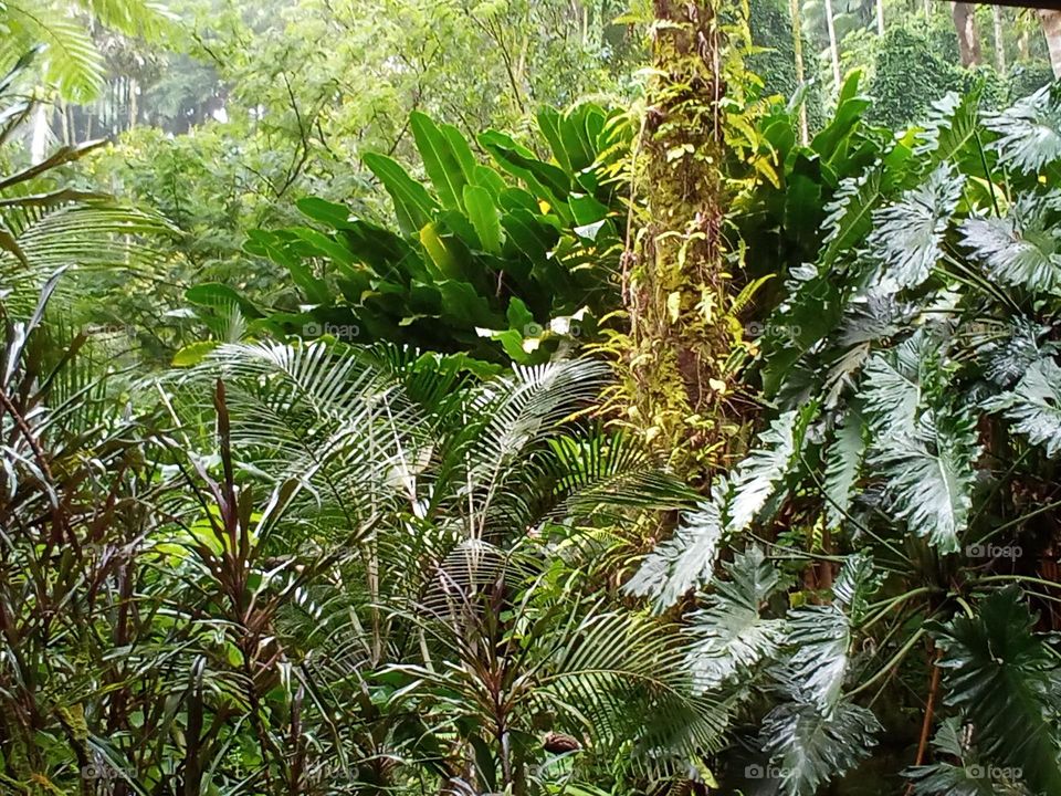 A nice variety of shapes, sizes and color on this setting of green foliage.