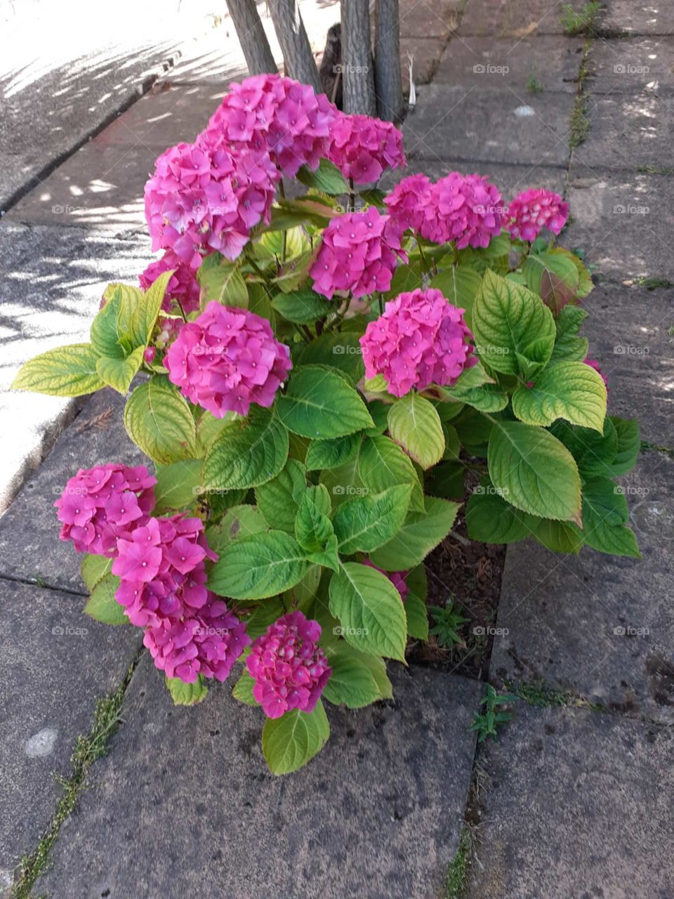 Eye catching “Hydrangeas,” Against A Light Patio Flooring. Allowing the Flowers to Present Effectively.
