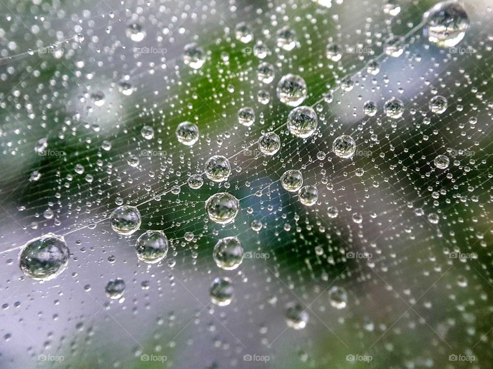 Dew on a spider web.
