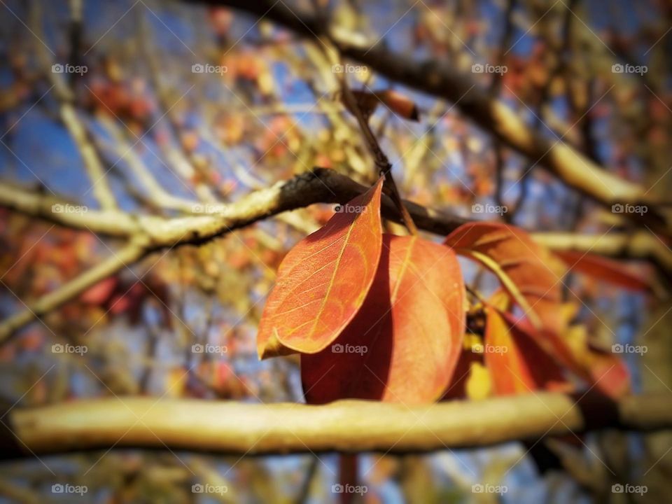 Orange Fall Leaves against a Blue Sky