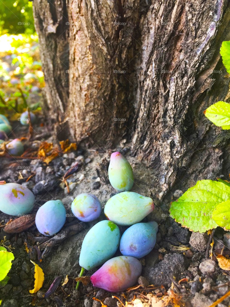 fallen plums from the tree