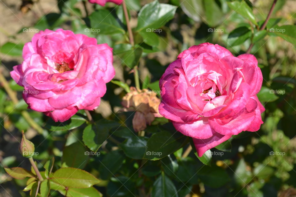 pink roses
