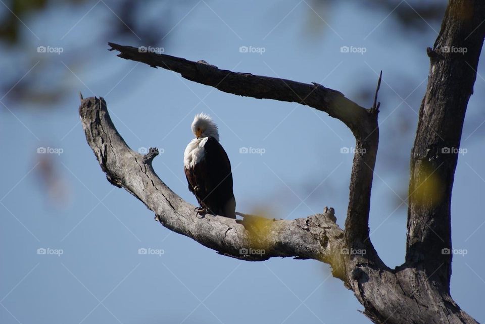 A fish eagle cleaning it’s feathers 