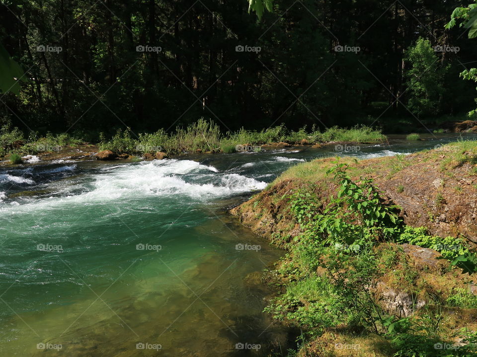 Beautiful green foliage covers the banks of Blue River as it rushes by on a sunny spring day in Western Oregon. 
