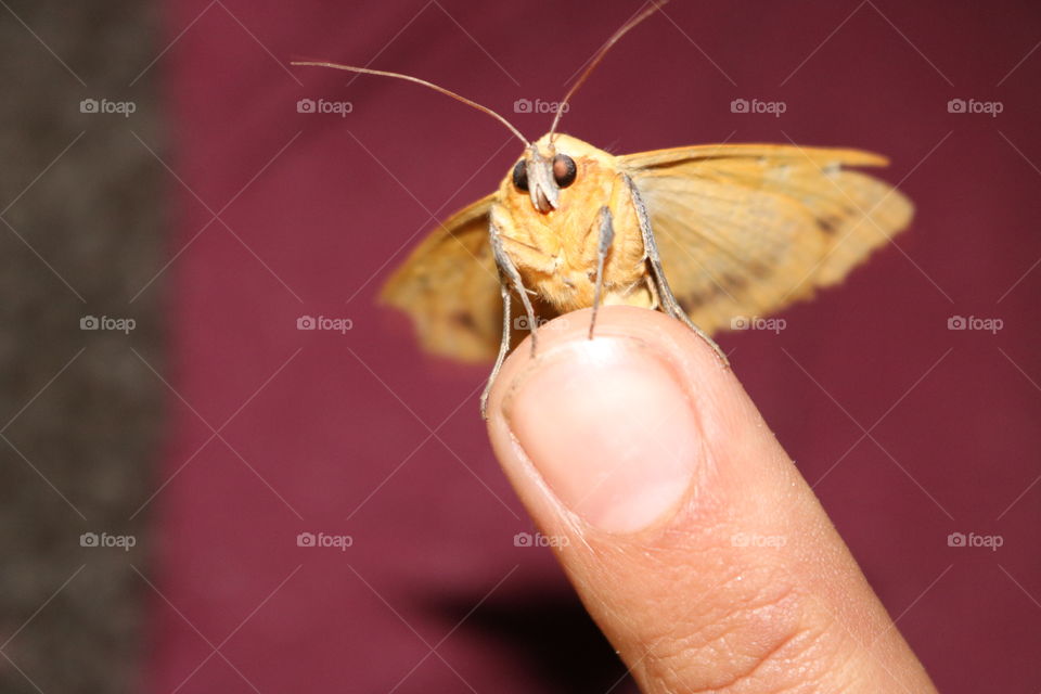 this cuttie landed on us and couldn't leave us =)