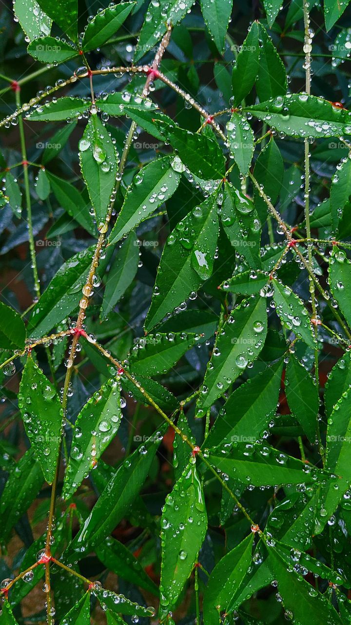 Rainy leaves