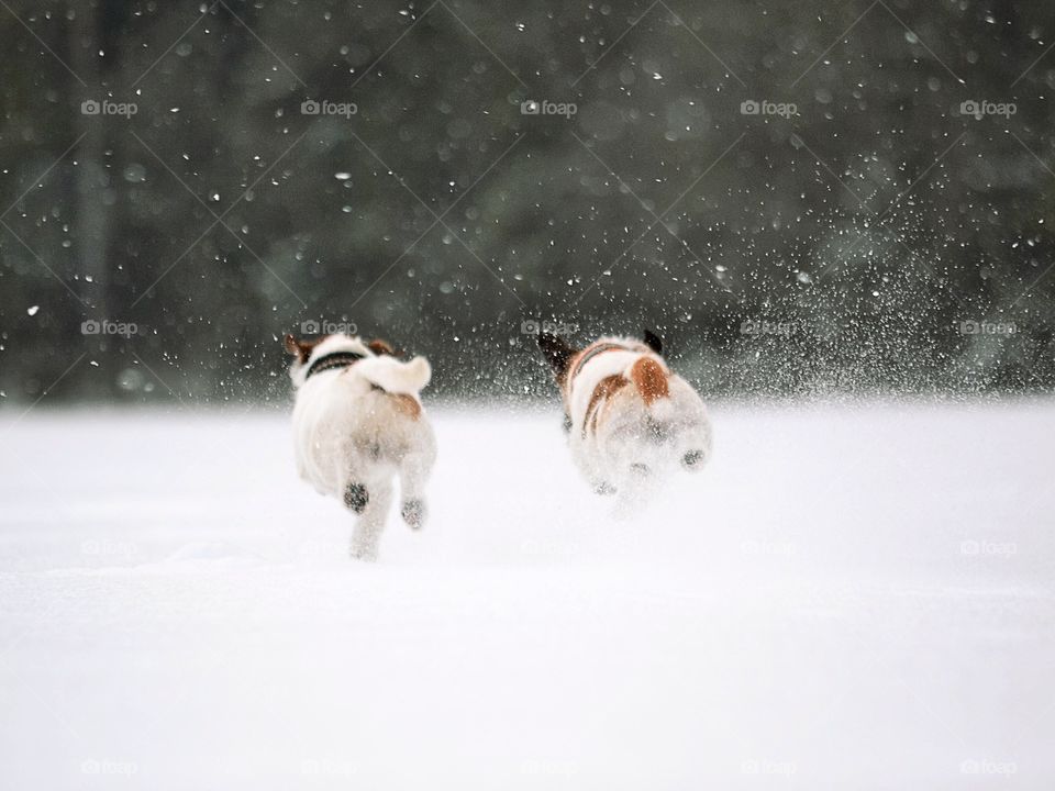 Two dogs running in the snow