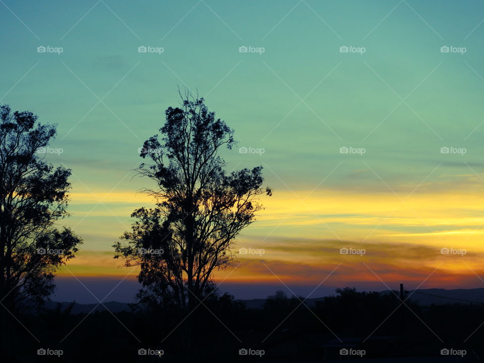 Sunset Through Two Trees