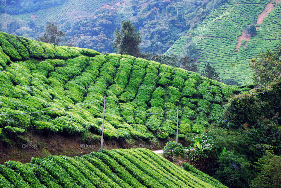 green mountain tea farm by paullj