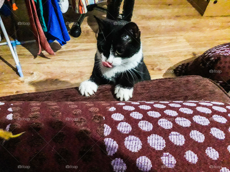 cat tongue play paw cute lick color