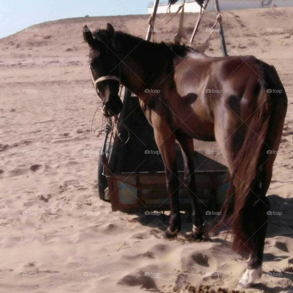 A brown horse looking at my camera