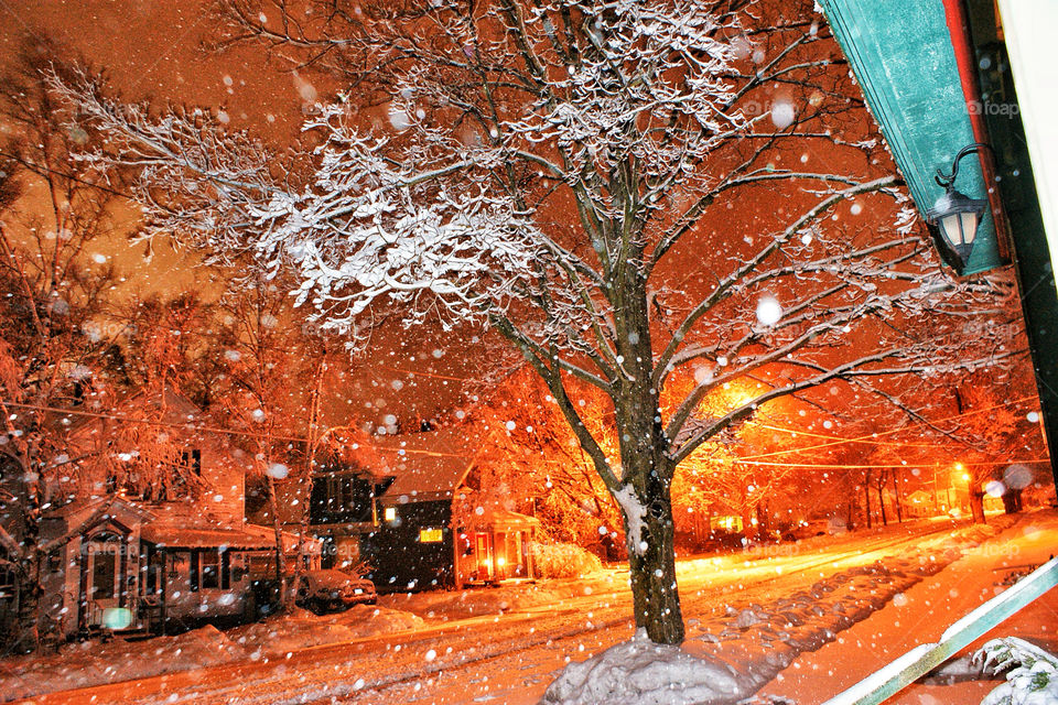 winter pretty white tree by somebeach