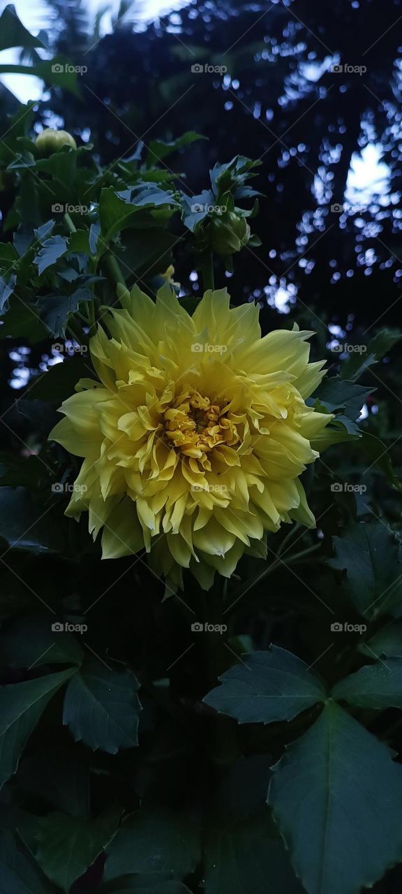 front evening image of daliya flower