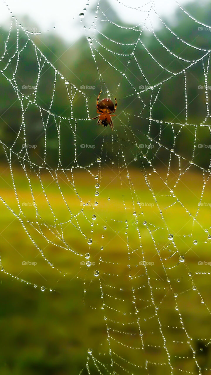 spider on web in morning dew drops close up