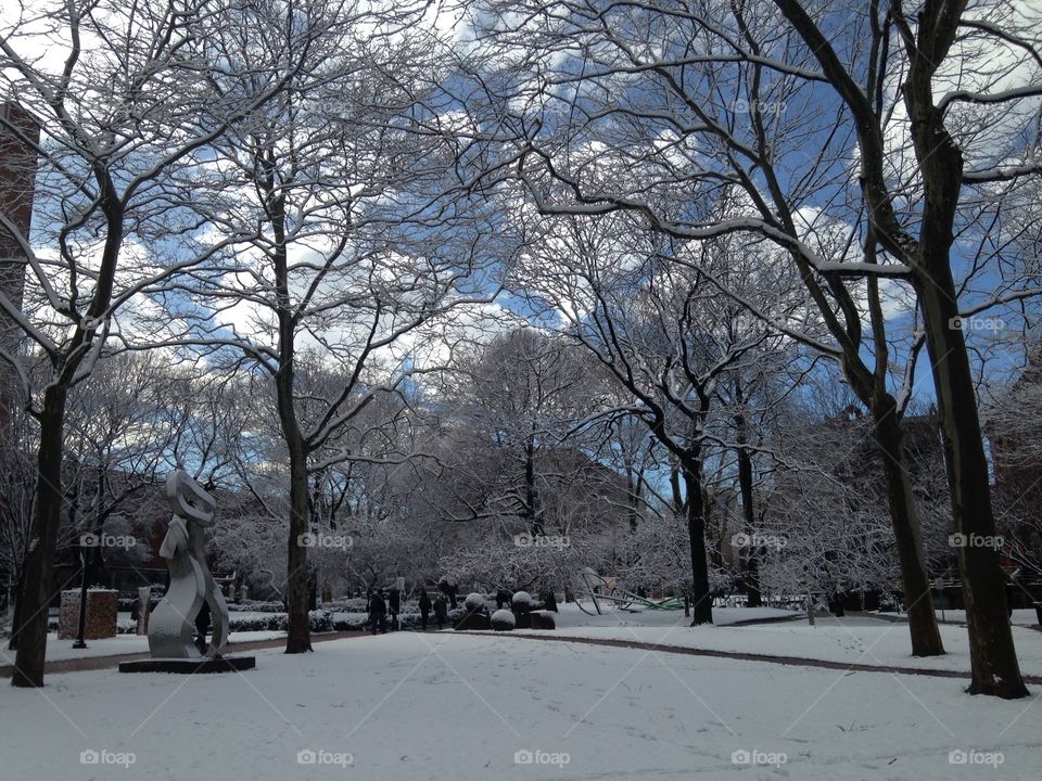 Snow, Winter, Tree, Cold, Landscape