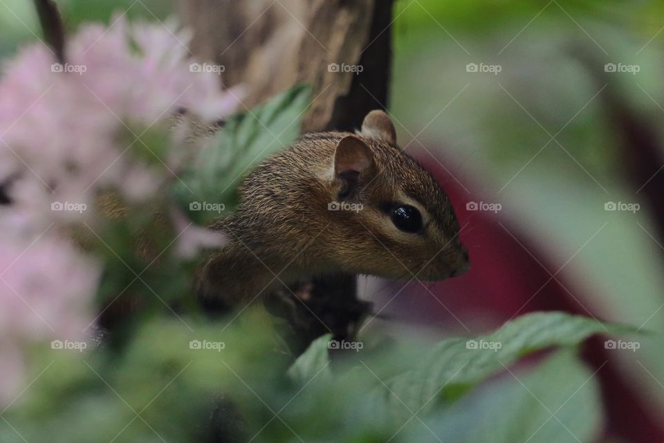 A chipmunk in a tree