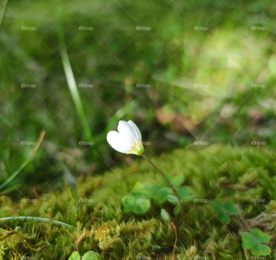 White lonely flower in the green grass