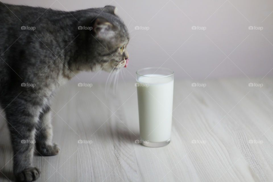 Cat and milk