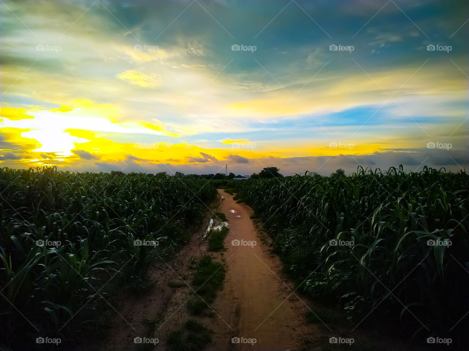 Sunset over the field,Dirty road coming out of the green field