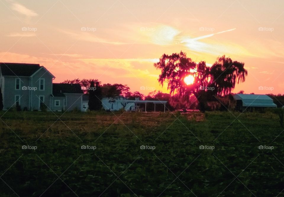 sunset glowing in the trees