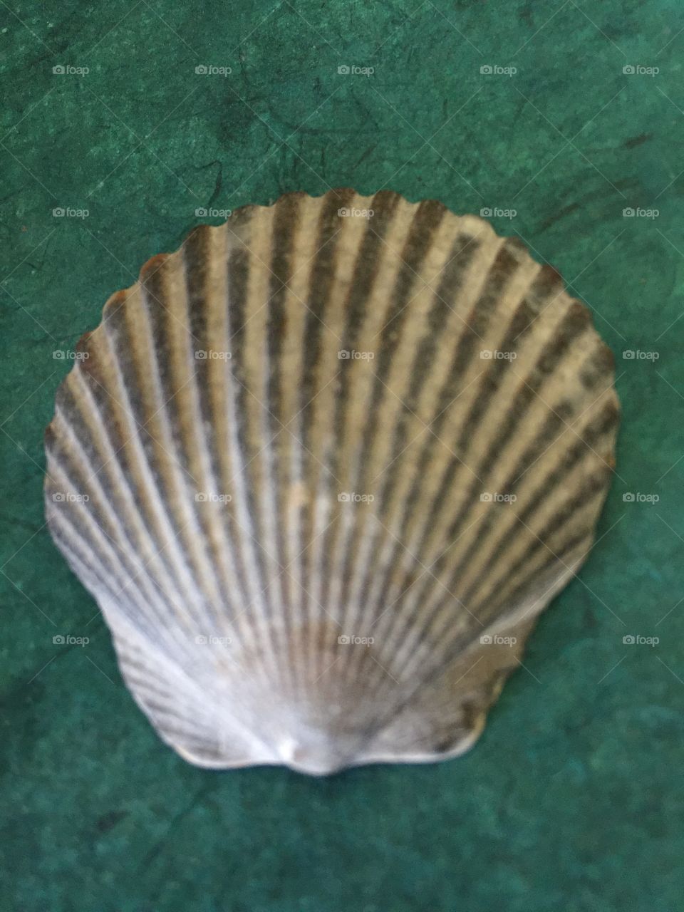  Perfect seashell
