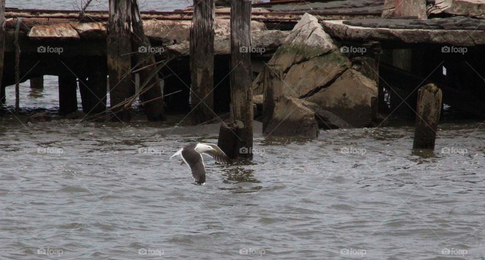 Seagull flying in front of pier along Hudson River on May morning 