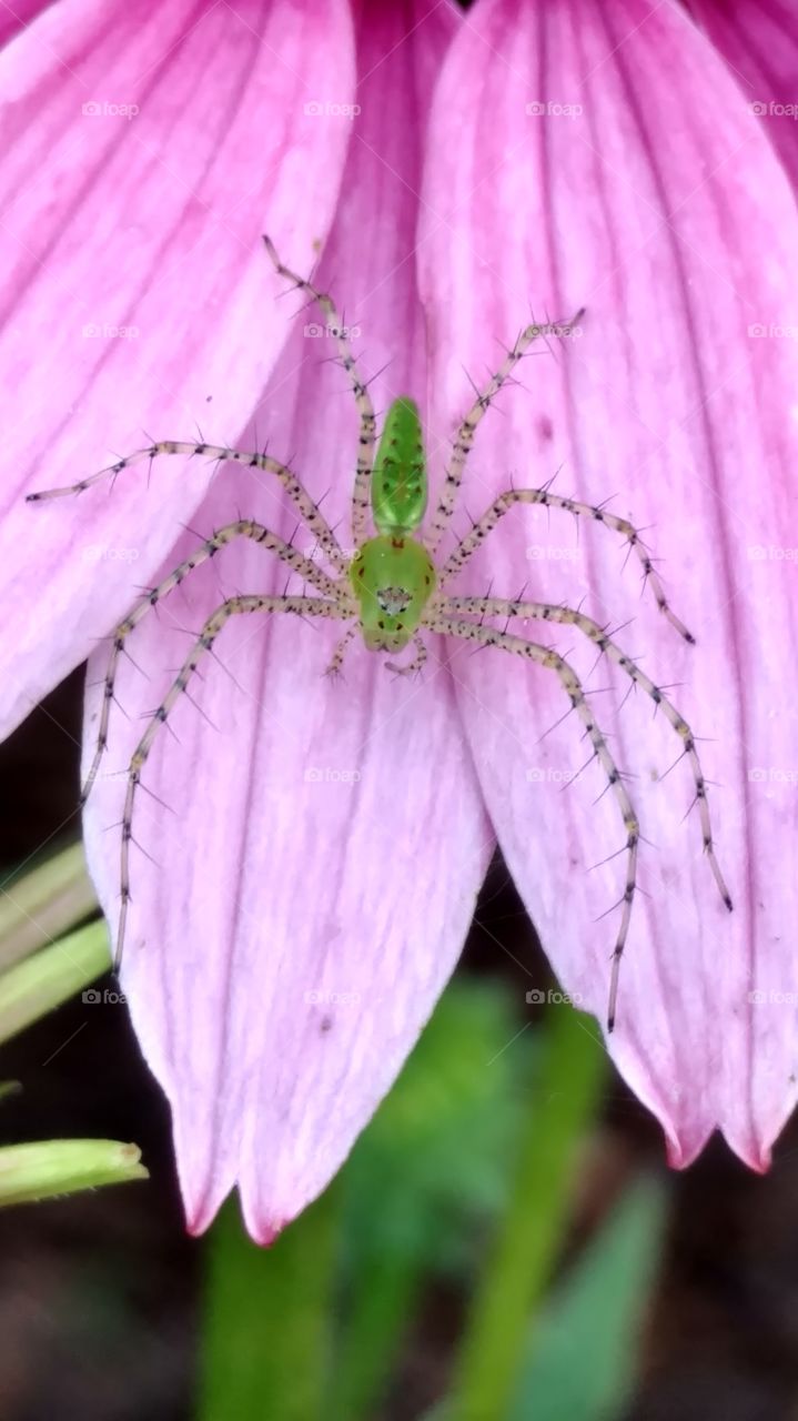 green Lynx spider