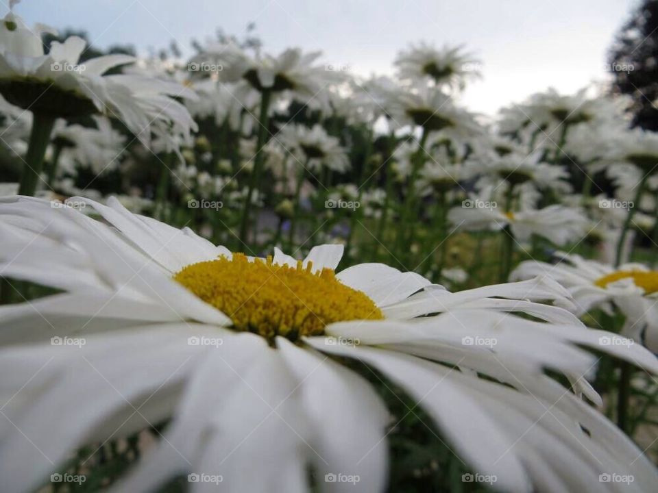 Daisies in the summer