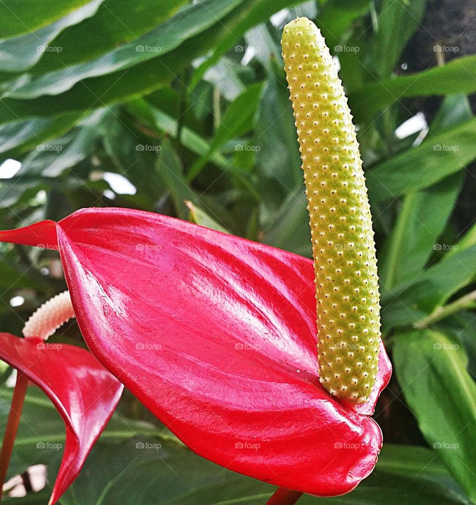 Conservatory at Biltmore 