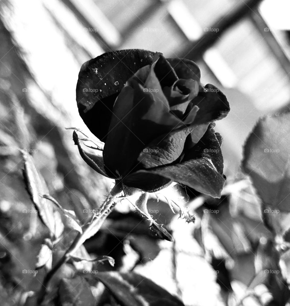 Monochrome rose