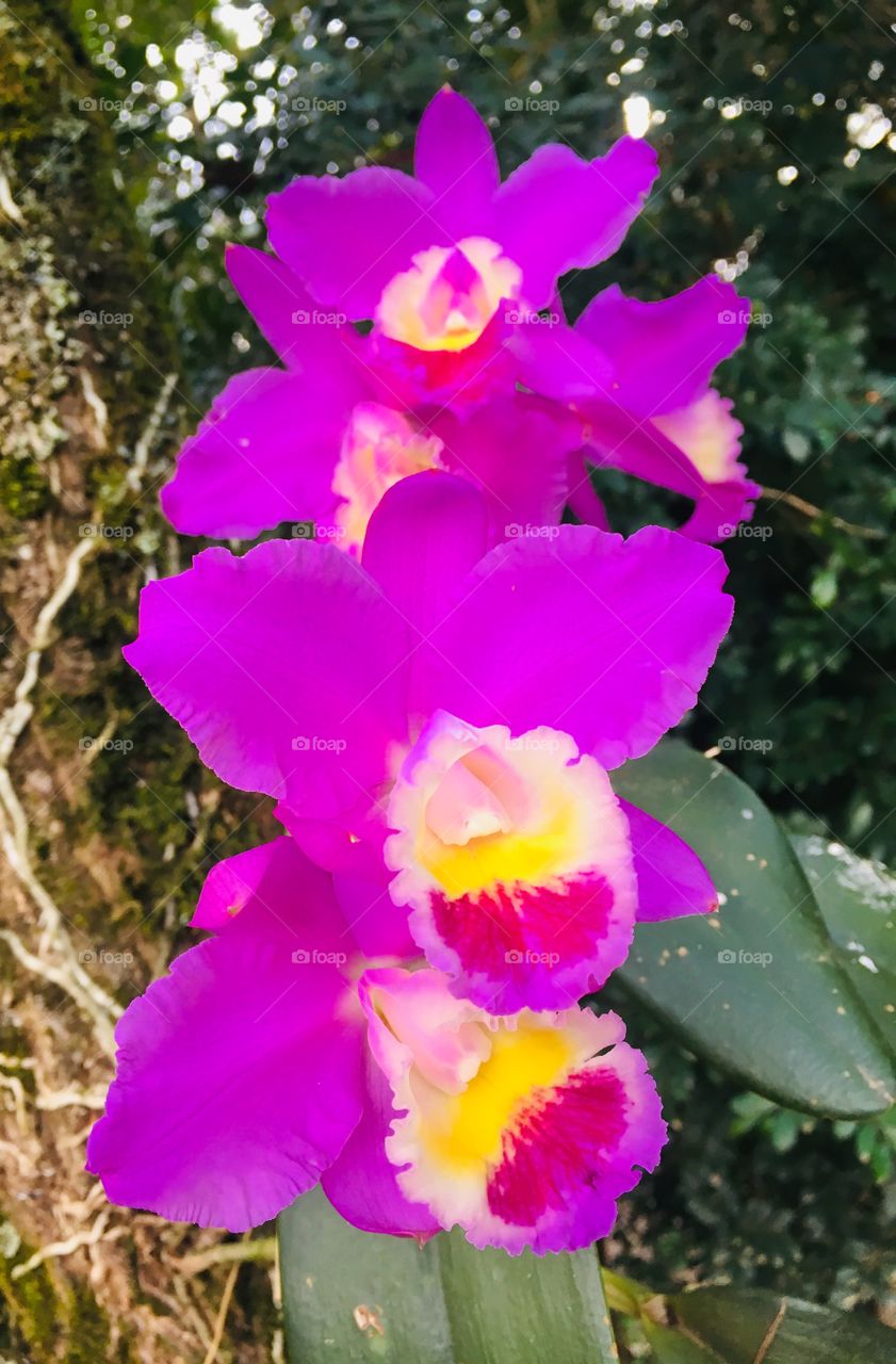 Orquídeas muito bonitas para embelezar nossa timeline. Nessa época, aqui no Hemisfério Sul, elas florescem magnificamente!

Very beautiful orchids to beautify our timeline. At this time, here in the Southern Hemisphere, they flourish magnificently!