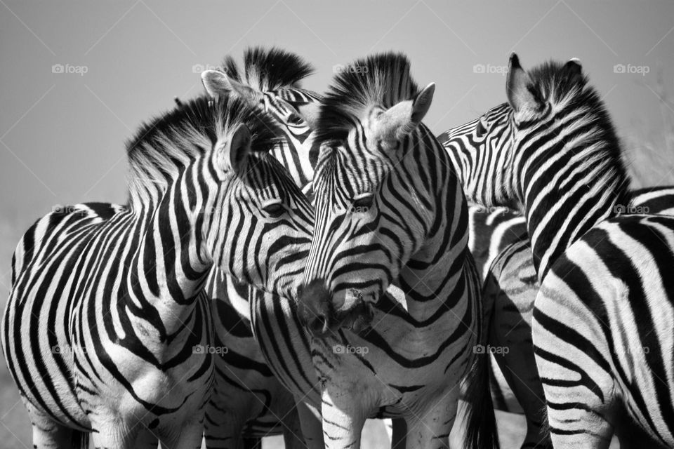 Beautiful Zebras. moments like this.