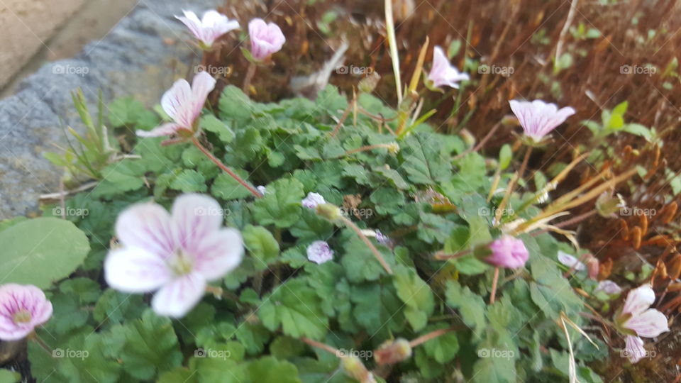 Small Fragile Pink and White Flower Bush