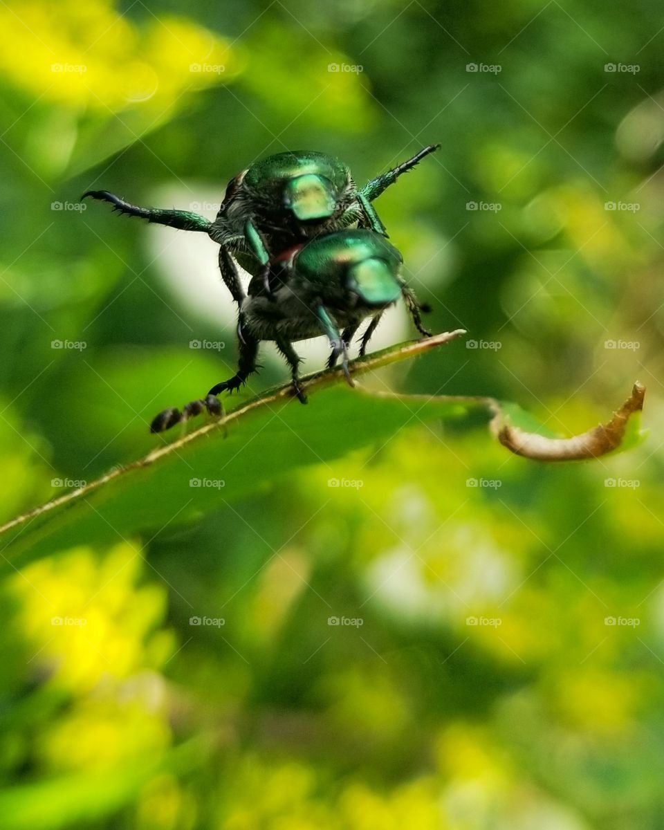 Japanese scarab beetles