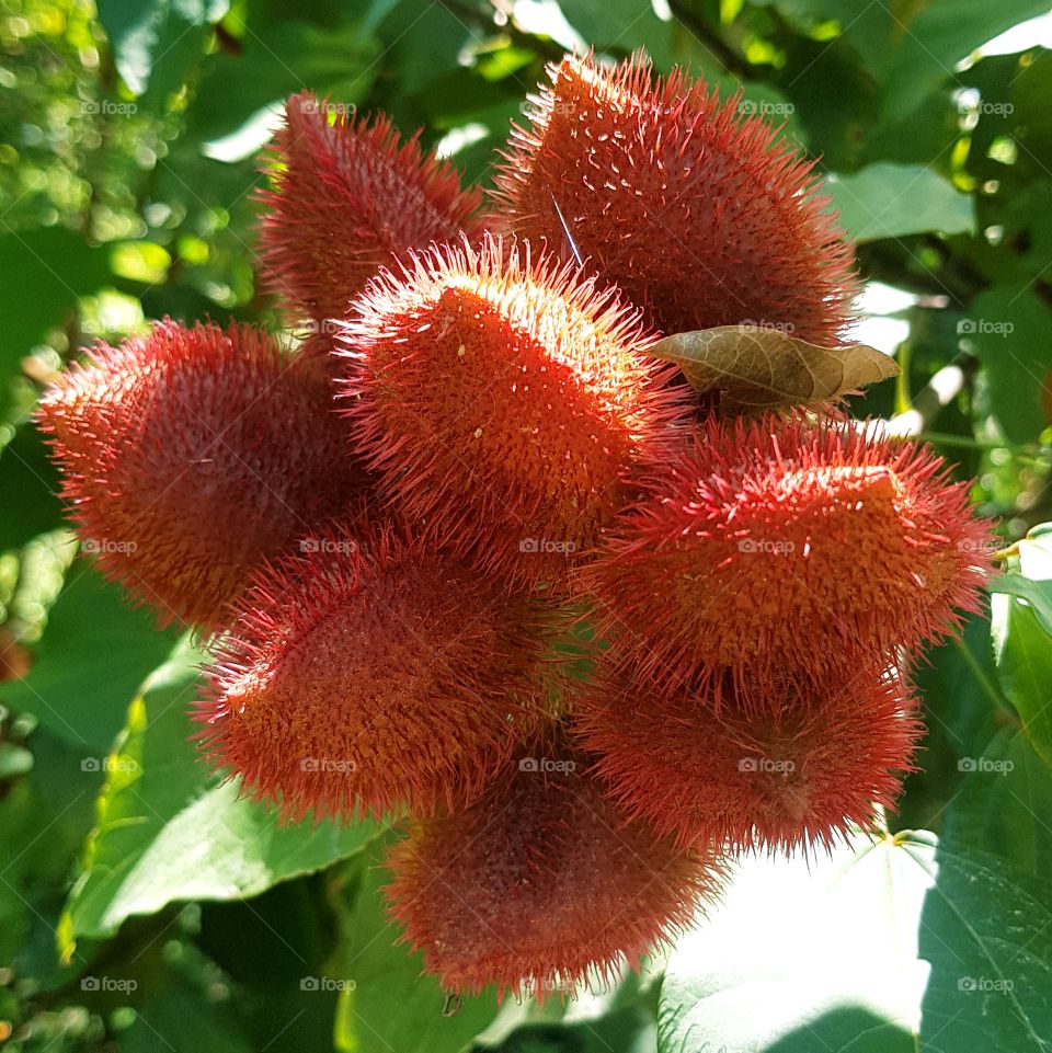 annatto fruit or urucum