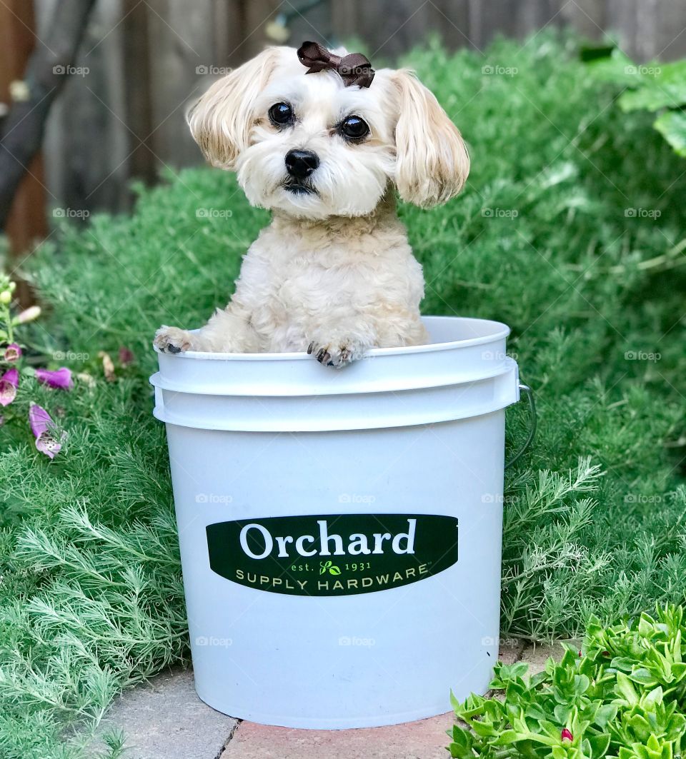 Orchard Supply Hardware Little Dog in Bucket Green
