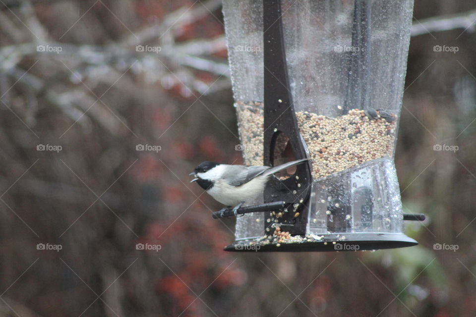 Carolina Chickadee guarding the bird feeder