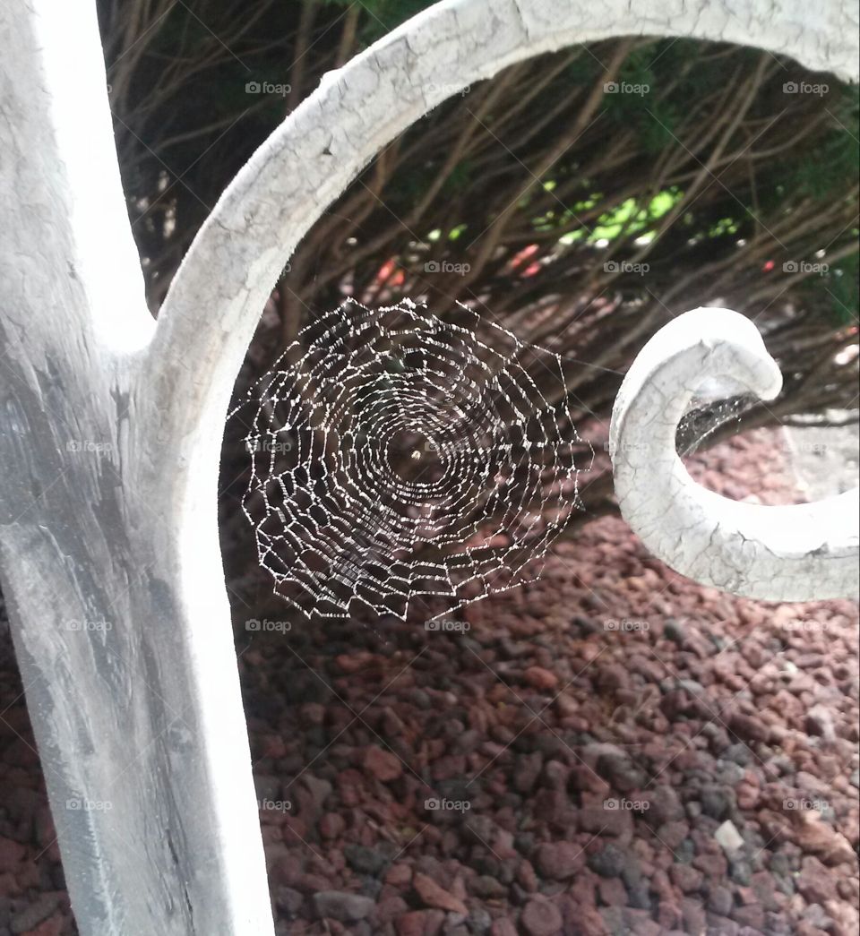 dew cover spider web. 2 inch spider web