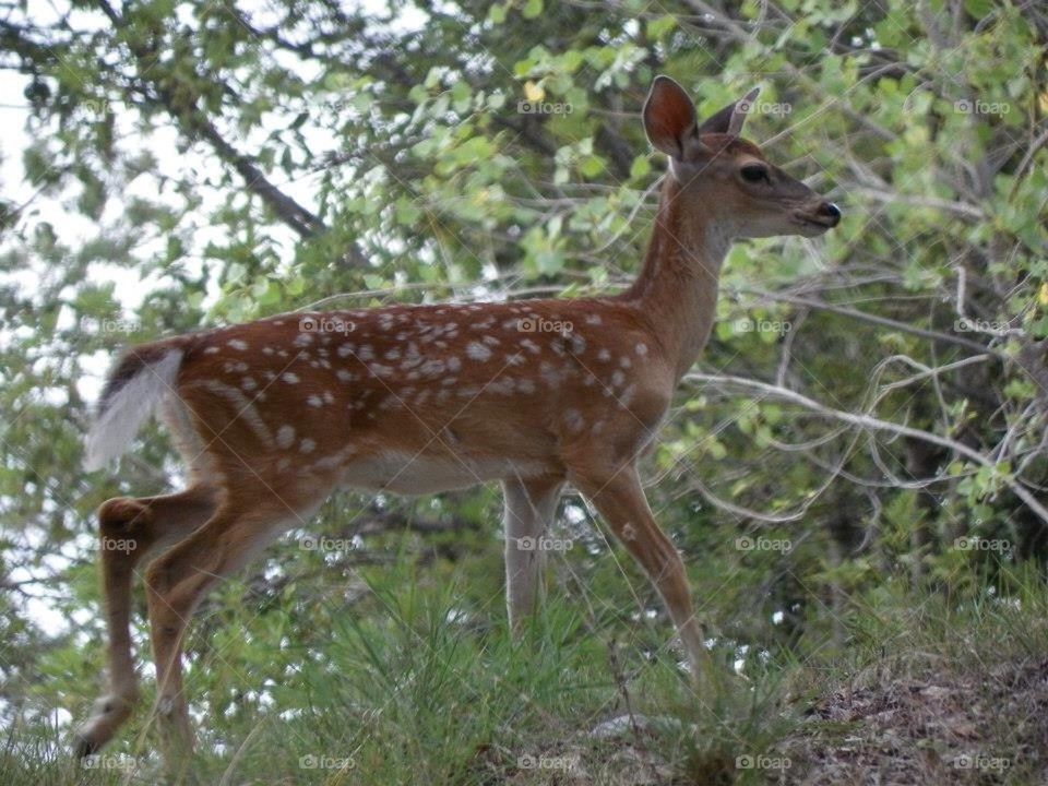 Fawn