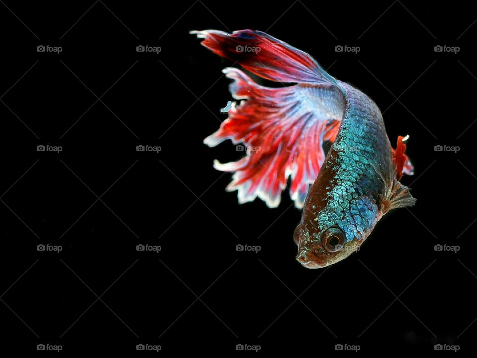 Bettafish
