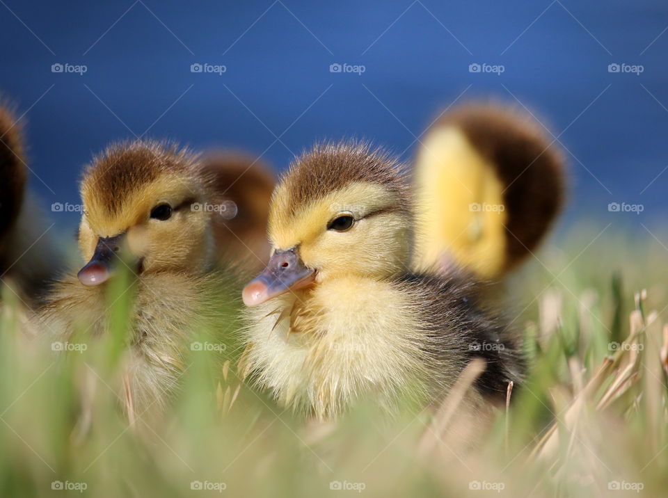 Duckling close up