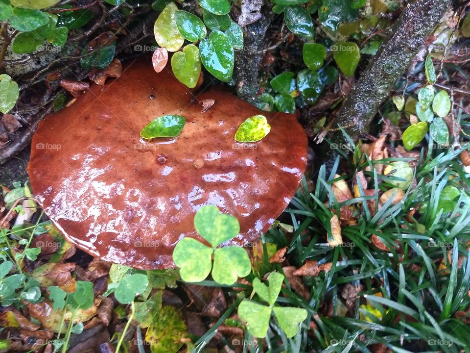 mushroom and clovers