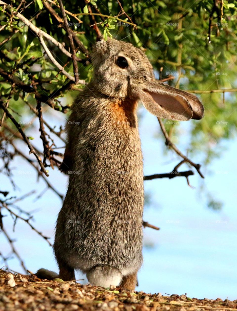 Rabbit Reaching for the Green