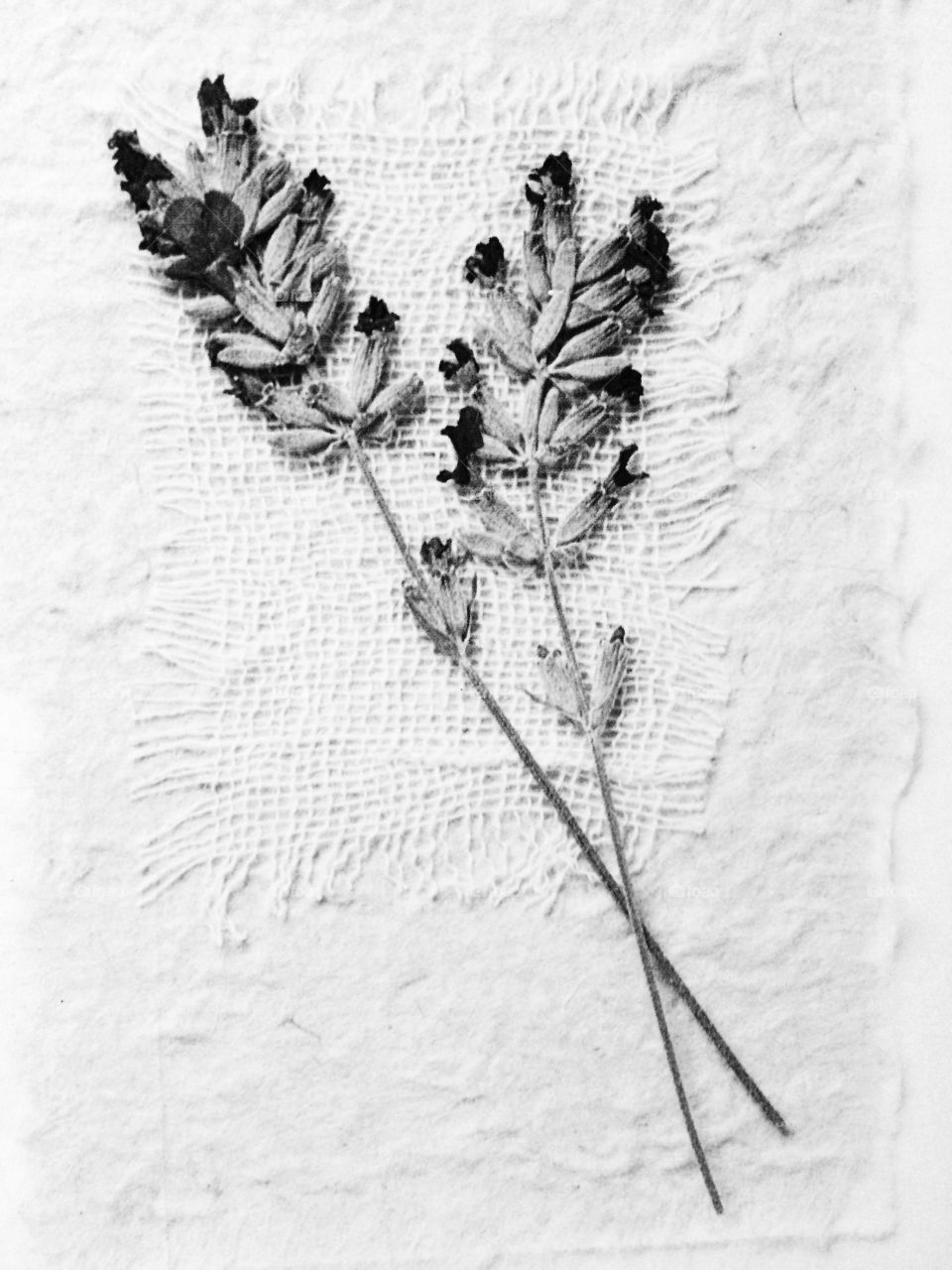 Dried lavender on paper background
