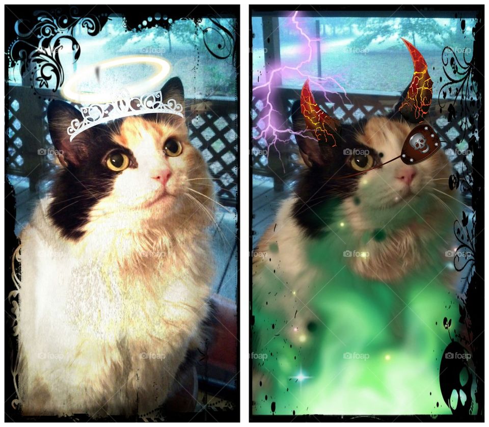 Good kitty, evil kitty